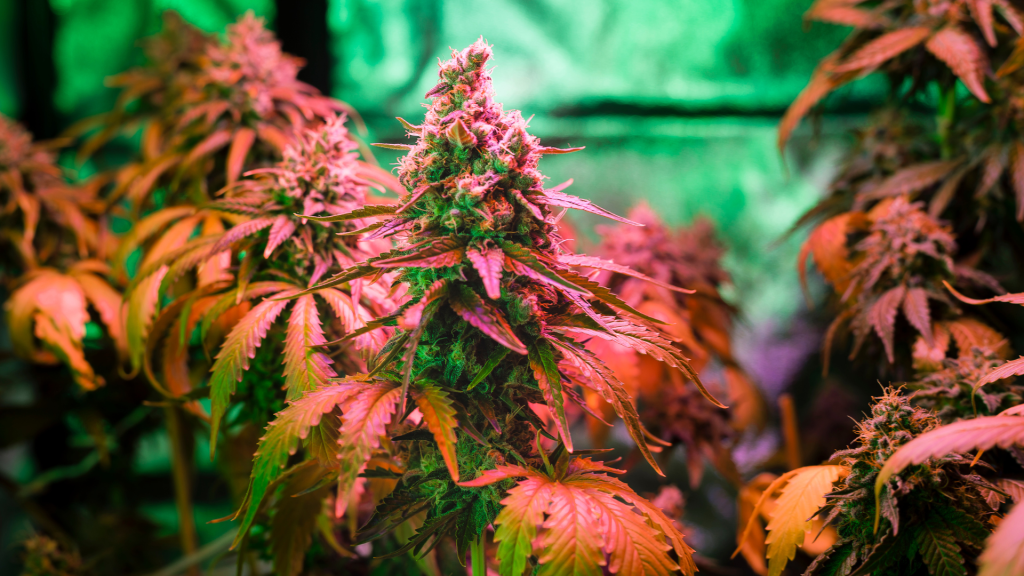 découvrez tout sur la culture de cbd en intérieur : techniques, conseils et astuces pour un rendement optimal dans un espace contrôlé.